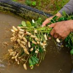 Harvesting, Drying, Curing, and Storage of Groundnut