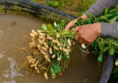 Harvesting, Drying, Curing, and Storage of Groundnut
