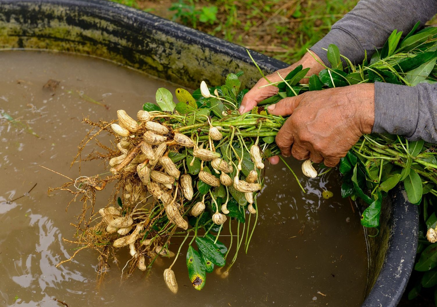 Legumes Archives Wikifarmer