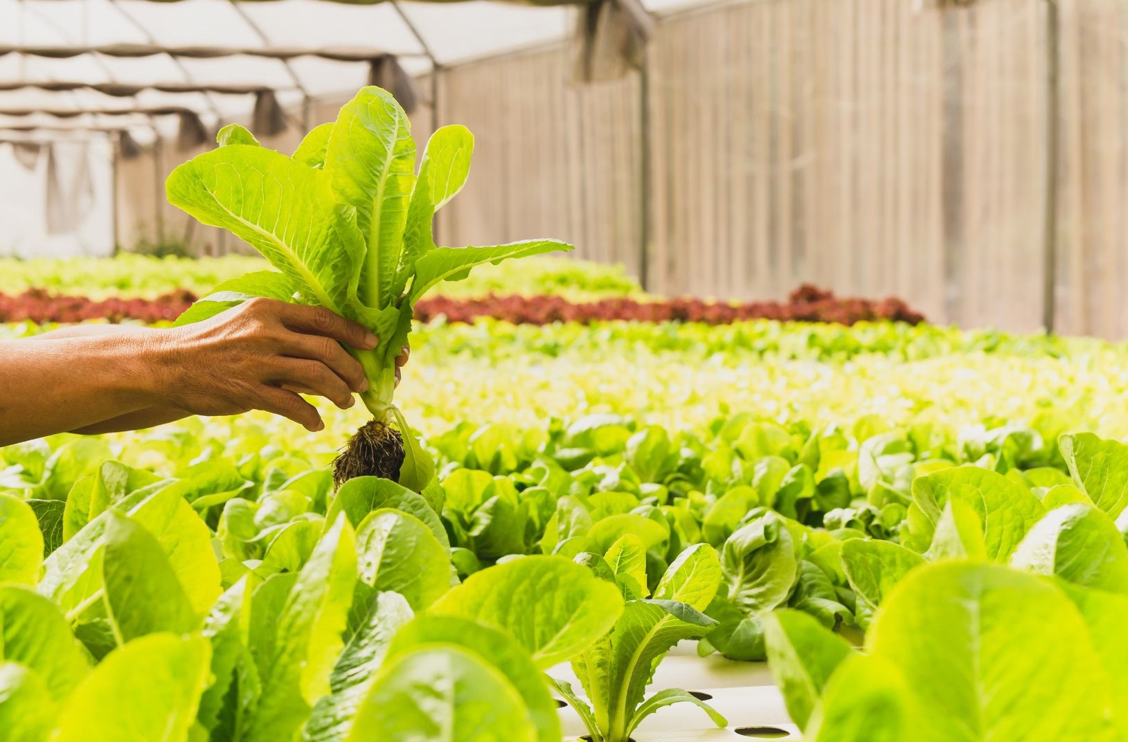 How Crop Circle Farming and Hydroponics can help Farmers in South Africa