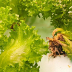 Integrated management of Pythium in Hydroponic Lettuce