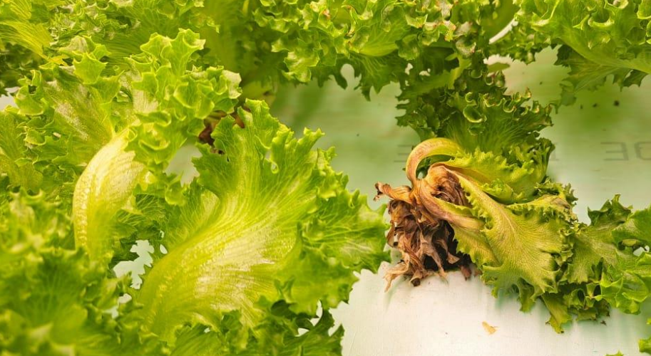 hydroponic lettuce seedling