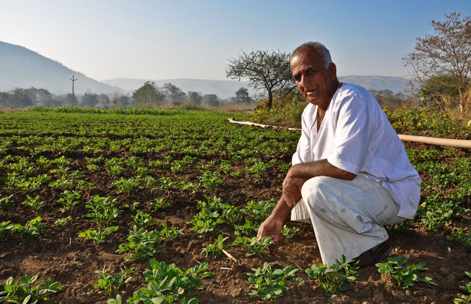 Principles of selecting the best varieties of Groundnut