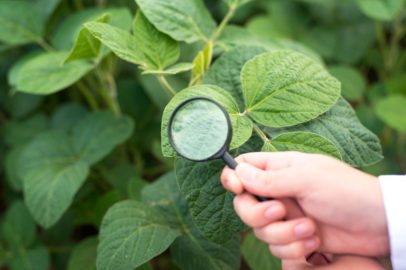 Soybean Diseases and Management Practice