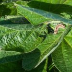 Soybean Pests and their Management Practices