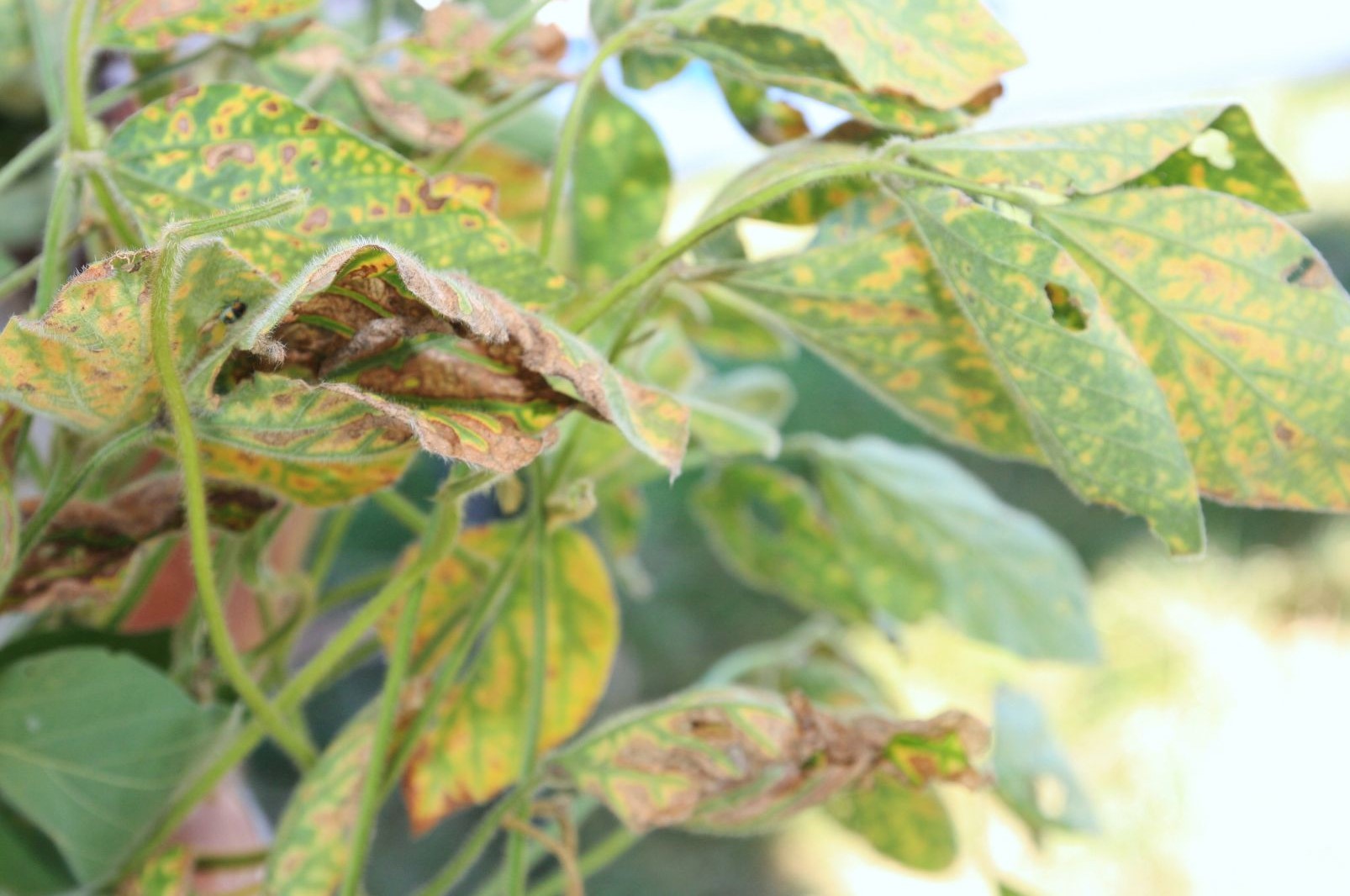 Sudden Death Syndrome in Soybean