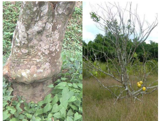 Tristeza in citrus trees