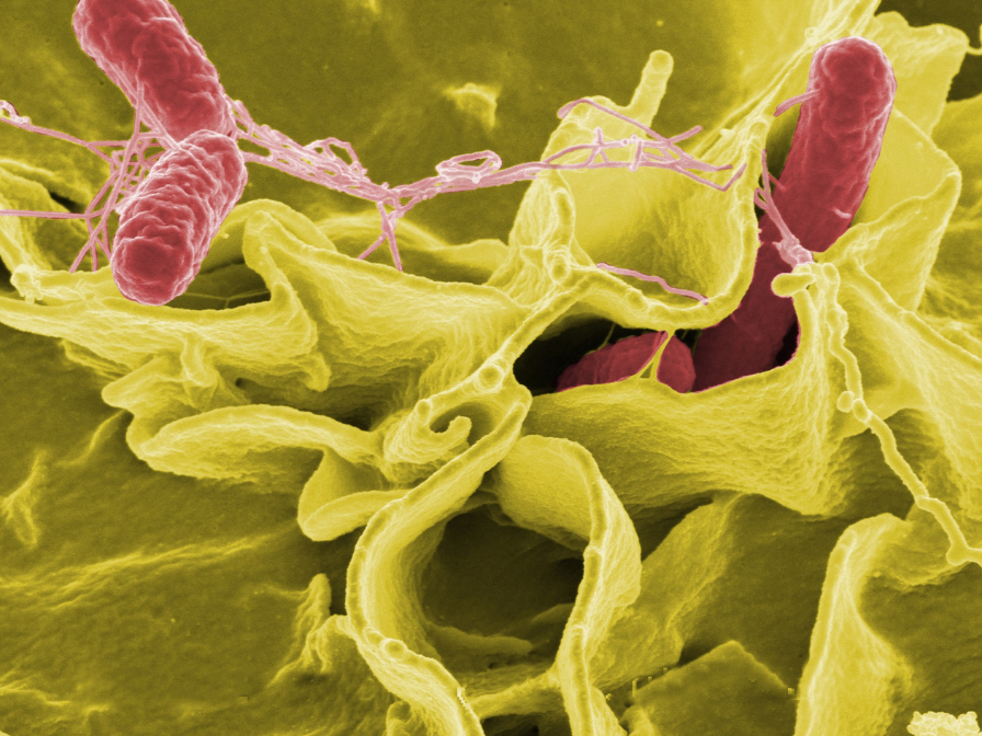 Salmonella strains