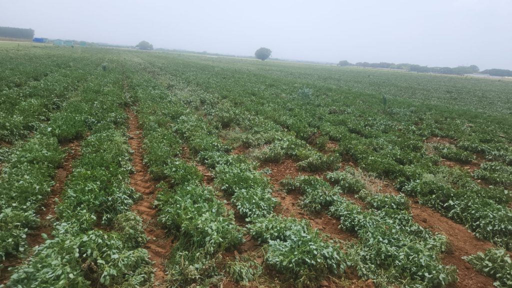weed management in groundnut