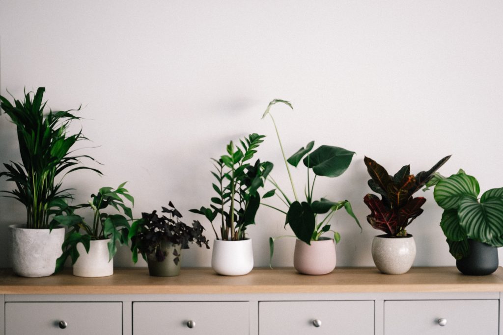 Indoor gardening: which plants should you choose for your home