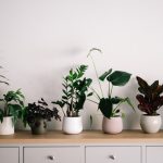 Indoor plants: which plants should you choose for your home?