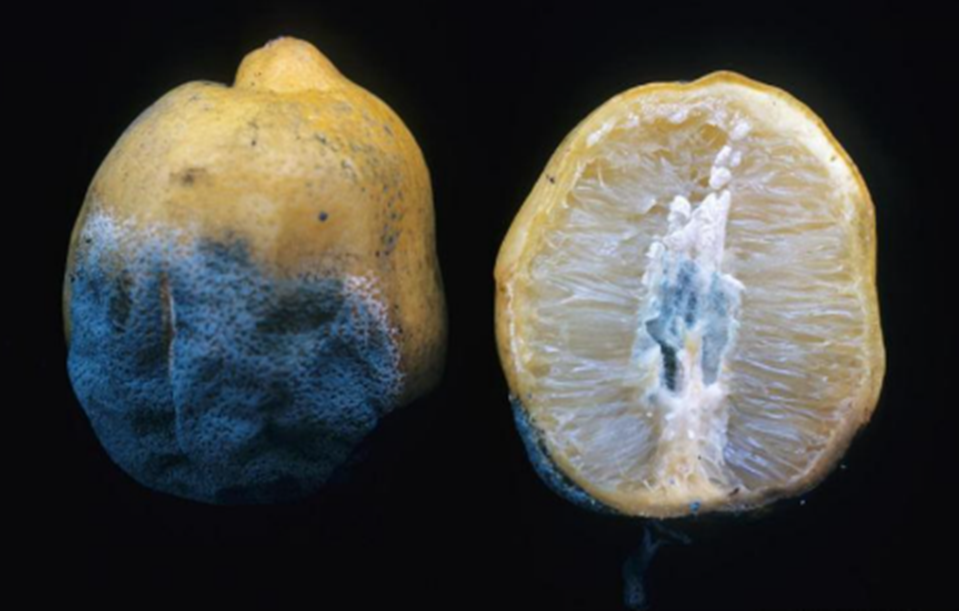 blue mold in lemons