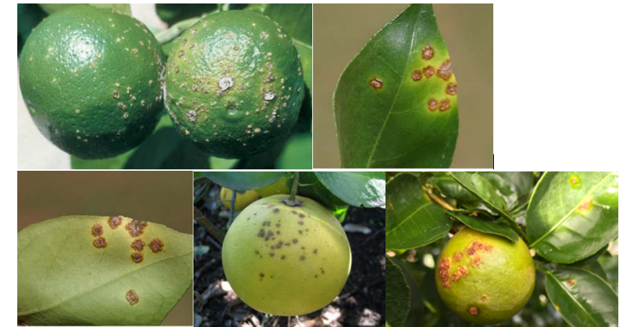 Common symptoms of Citrus canker 