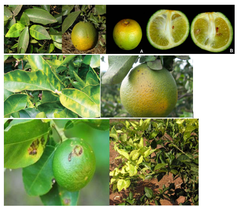 Citrus greening disease