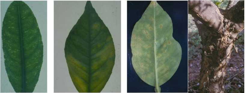 Citrus Psorosis Virus