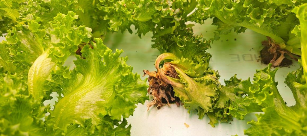 pythium in lettuce