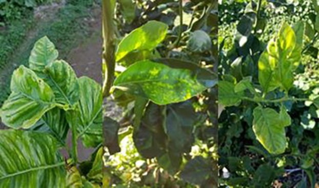 Citrus Tatter Leaf Virus