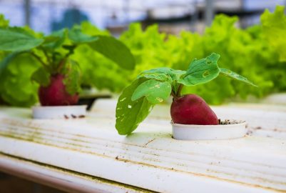 AI-based Pest detection in hydroponics farming