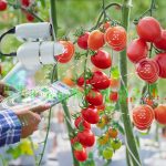 Automation in harvesting and processing of hydroponic crops