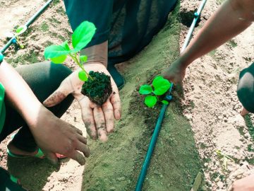 How to transplant seedlings successfully - A Plant Transplanting Guide