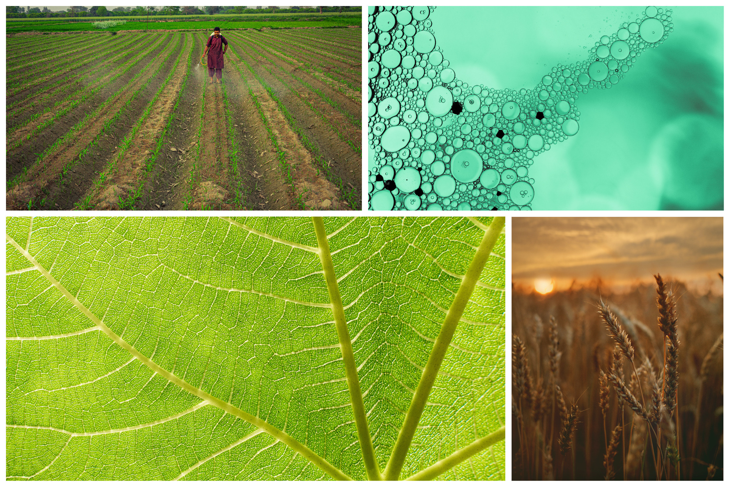nanotechnology in agriculture
