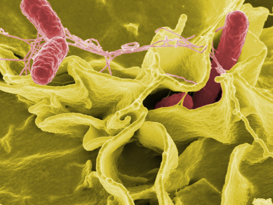 La infección por Salmonella: Causas, síntomas y controlLa infección por Salmonella: Causas, síntomas y control