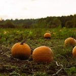 Pumpkin fertilization