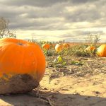pumpkin pests and diseases