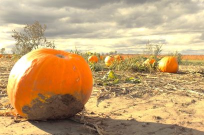 pumpkin pests and diseases