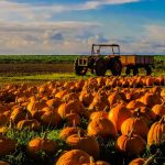 pumpkin yield and harvest