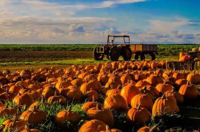 pumpkin yield and harvest