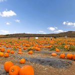pumpkin soil requirements