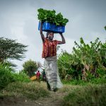 Strategies for Small-Scale Farmers in Tropical Africa to Adapt to Climate Change