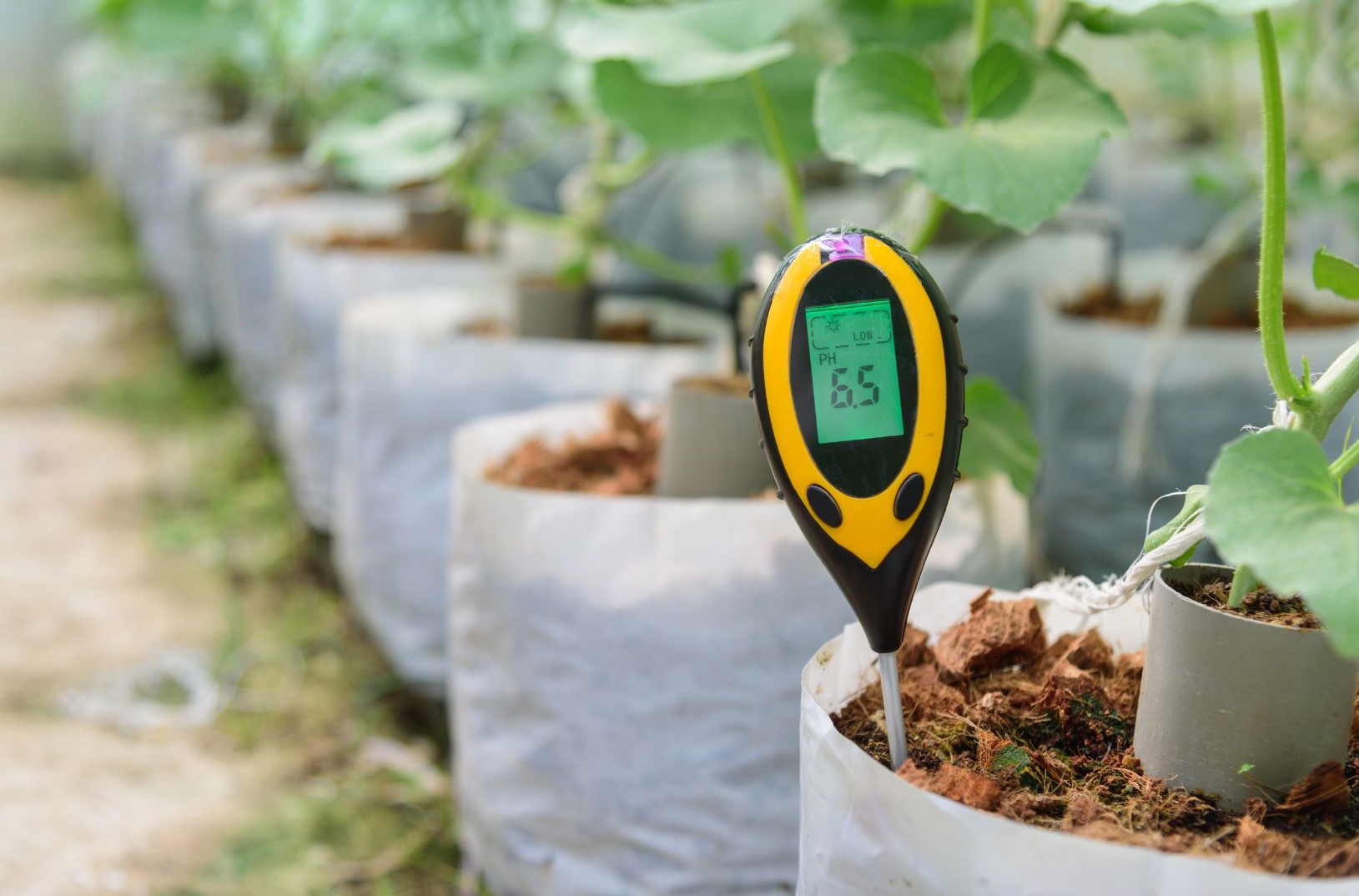 Monitoring and Adjusting pH Levels in Hydroponic Potato Systems