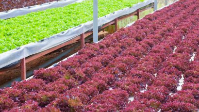 The challenge of producing red lettuce variety on an indoor farm