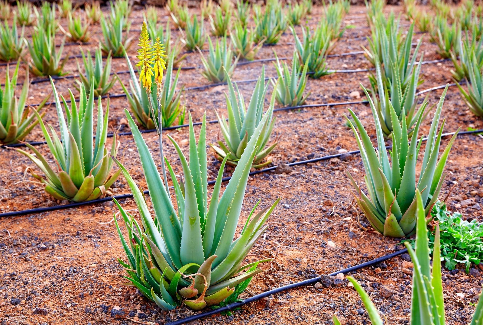 the economic potential of the Aloe vera value chain