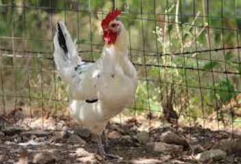 white california chicken