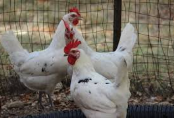  California White Chicken