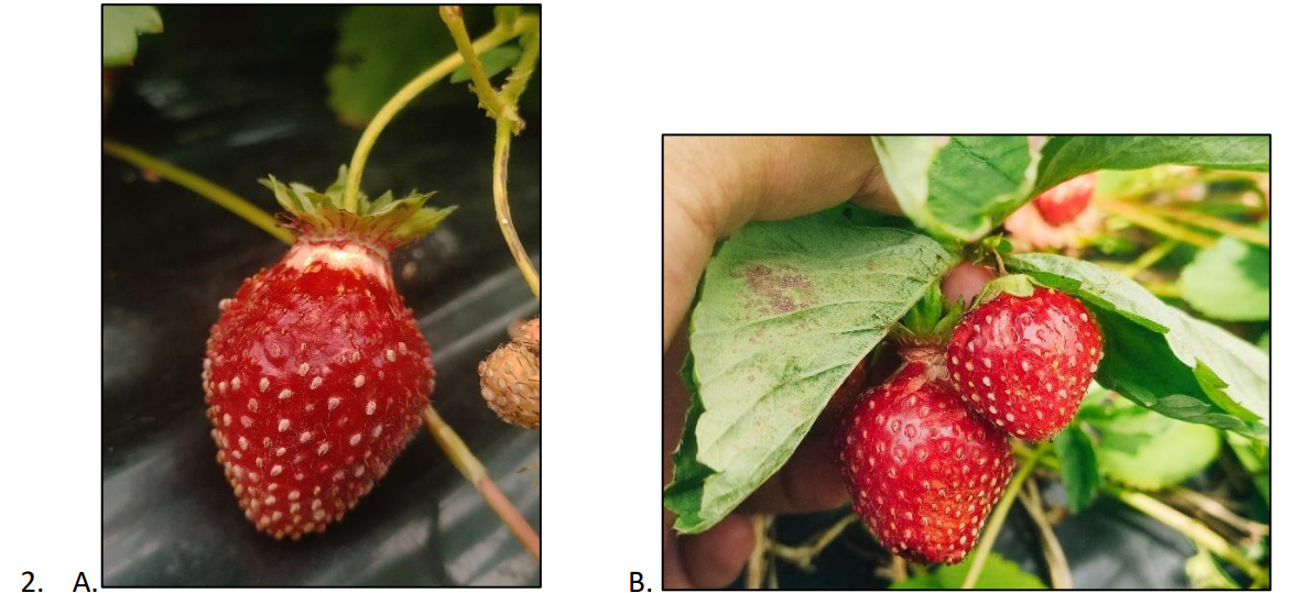स्ट्रॉबेरी में पाउडरी मिल्ड्यू को कैसे पहचानें और उसे प्रभावी ढंग से नियंत्रित करें