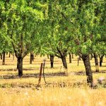 Bodenvoraussetzungen, Bodenvorbereitung und Pflanzung von Aprikosenbäumen