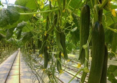 Comment cultiver du concombre à des fins lucratives - Culture commerciale du concombre