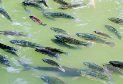 Control Nile Tilapia Stocks in Polyculture system using African Sharptooth Catfish