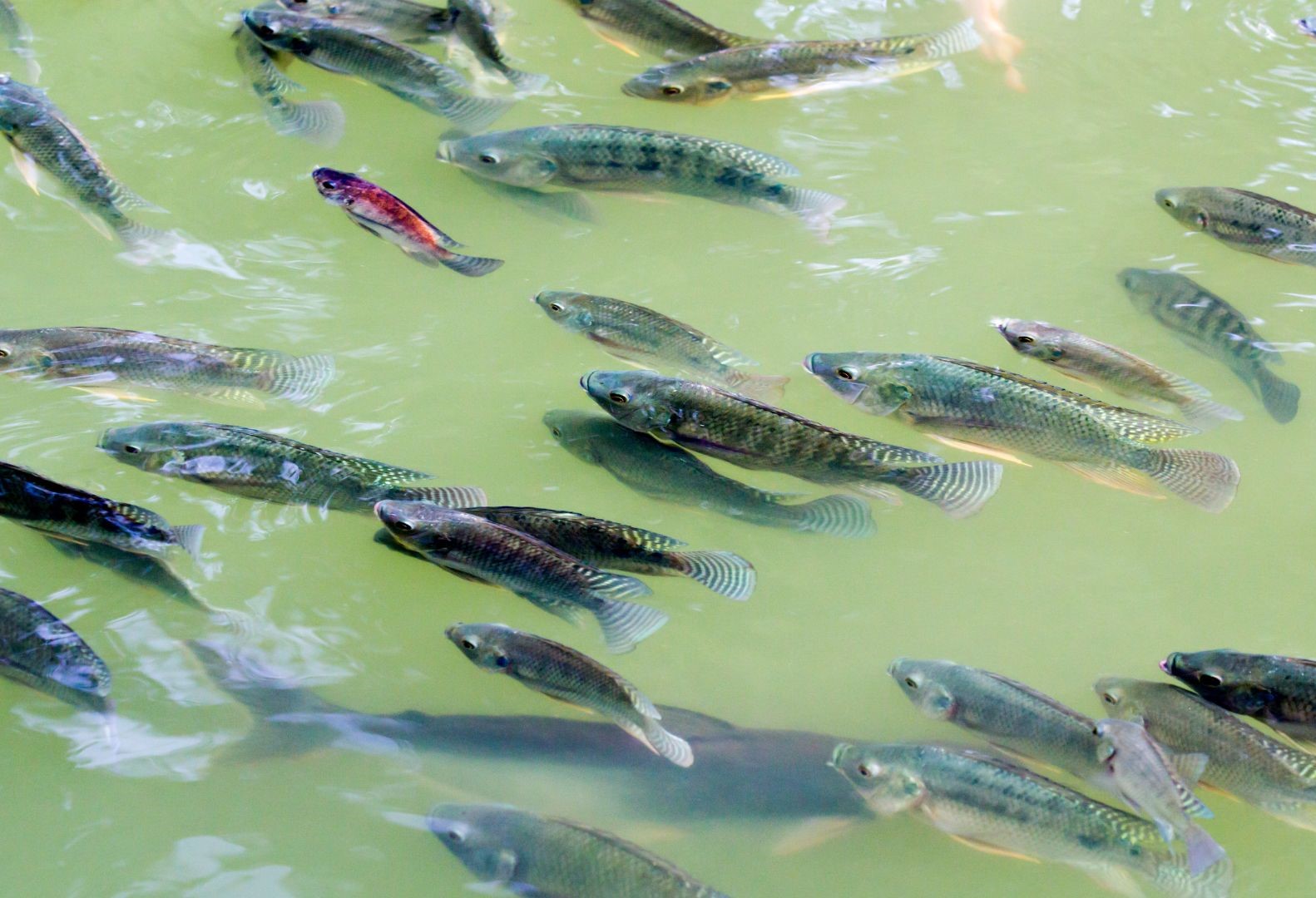 Control Nile Tilapia Stocks in Polyculture system using African Sharptooth  Catfish - Wikifarmer