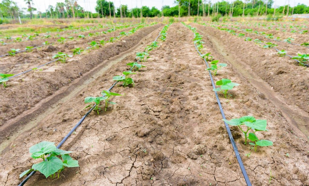 Exigences et méthodes d'irrigation du concombre