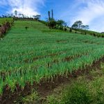 Lauch Bodenanforderungen, Bodenvorbereitung und Pflanzung von Lauch
