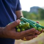 Okra: Ernte, Ertrag, Lagerung und Nacherntebehandlung
