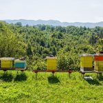 Honigqualität - Qualitätsbeeinflussende Faktoren für den Honig