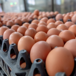 egg labeling