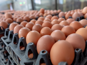 σήμανση αυγών