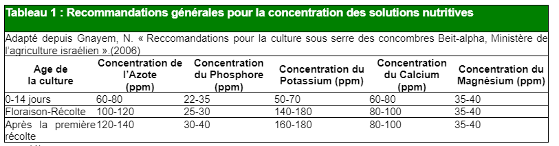 Recommandations de fertilisation pour la culture du concombre en serre 
